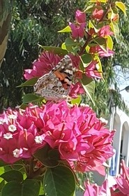 bloem bij hotel met aanwezige vlinder
