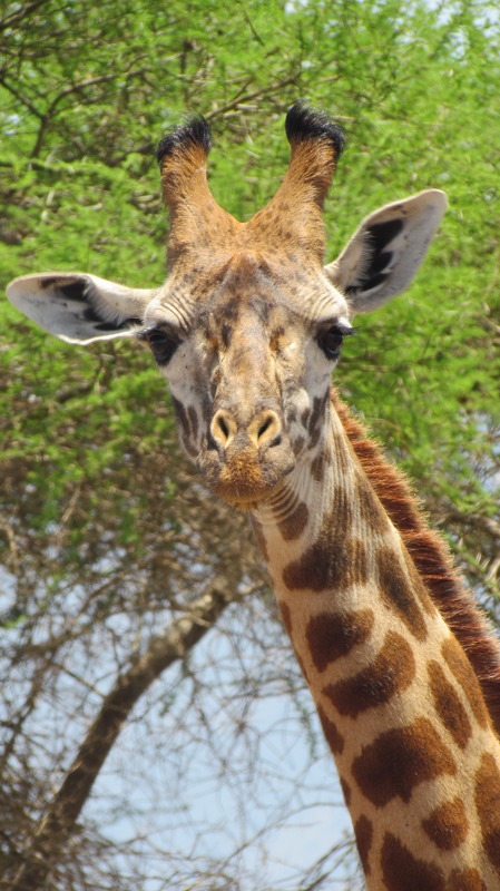Er zijn altijd Giraffen te spotten tijdens safari