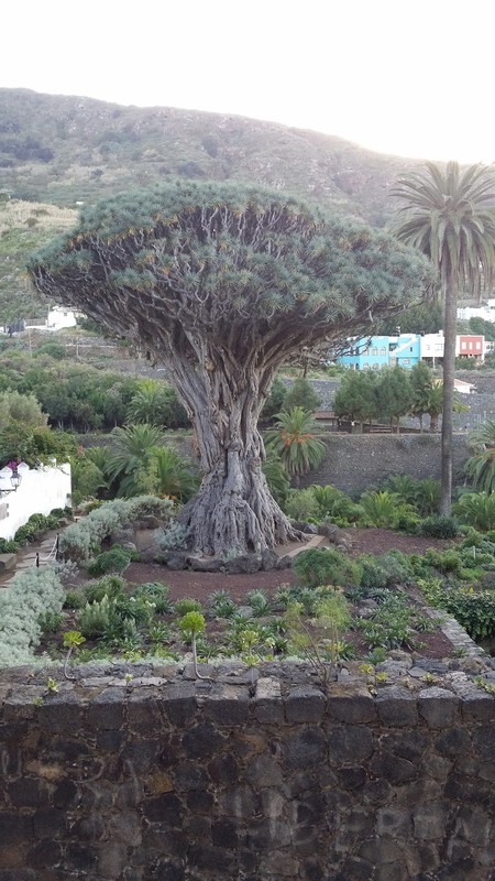 El Drago!  Een boom van 600 jaar oud.