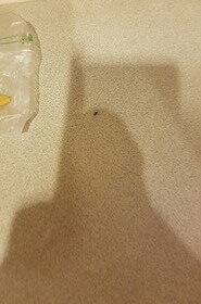 Kakkerlak op aanrechtblad