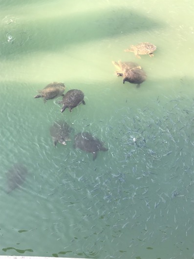 Schildpadden bij de brug
