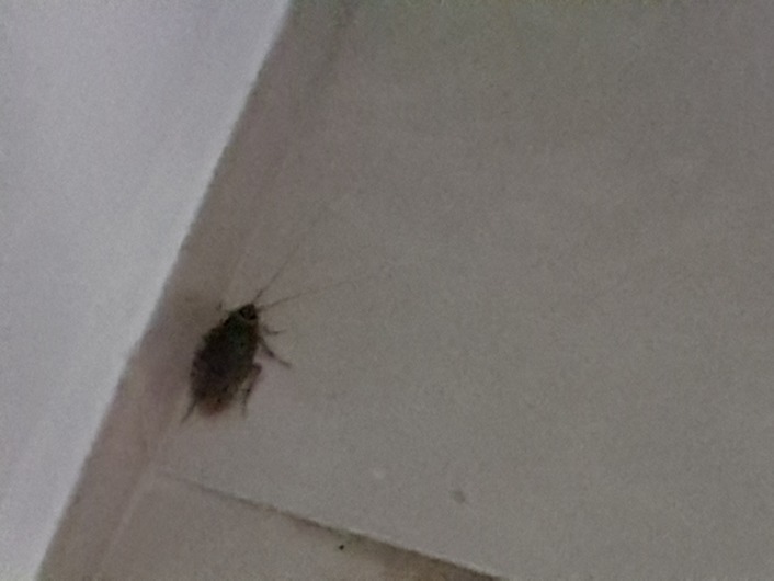 Kakkerlak op kamer
