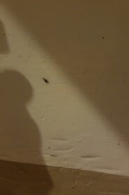 Kakkerlak in hotelkamer