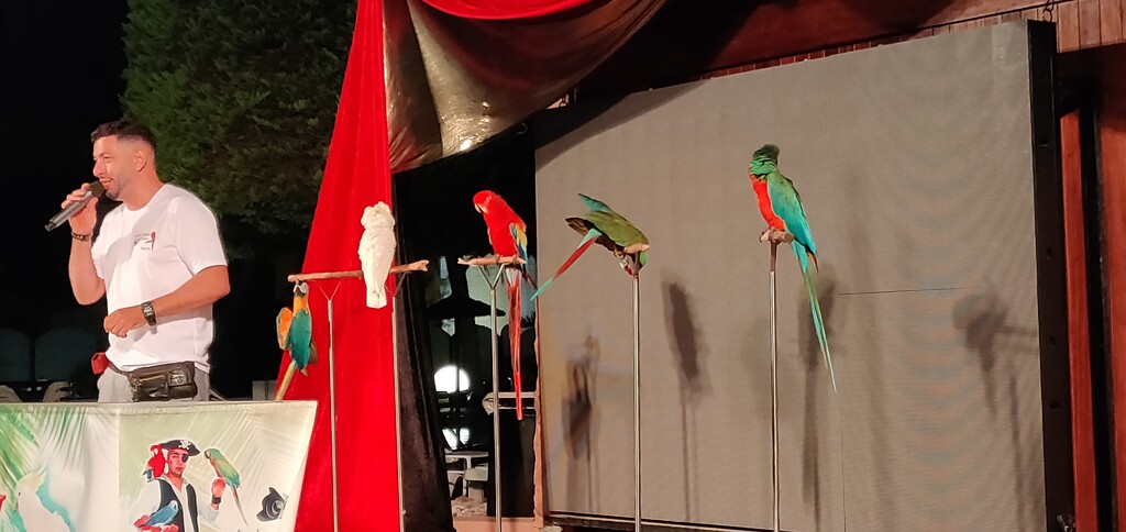 Papagaaien van de papagaaien show